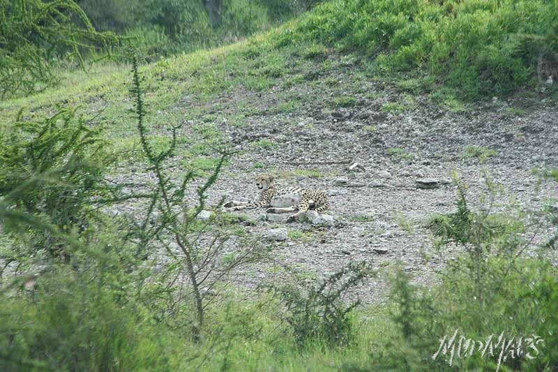 Mud Maps Africa Serengetti NP 2029